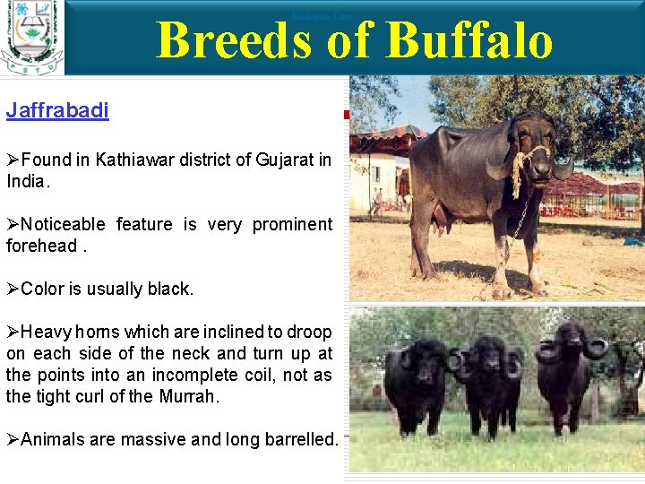 Breeds of Buffalo Holstein Cow Jaffrabadi ØFound in Kathiawar district of Gujarat in India.
