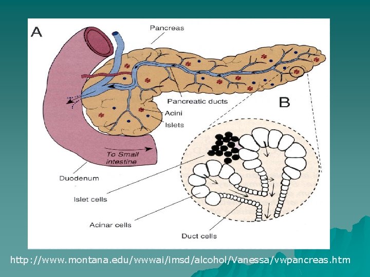 http: //www. montana. edu/wwwai/imsd/alcohol/Vanessa/vwpancreas. htm 