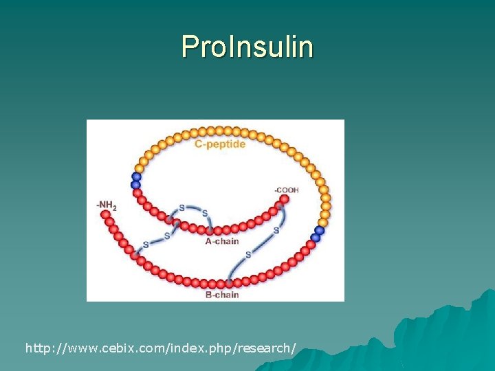Pro. Insulin http: //www. cebix. com/index. php/research/ 
