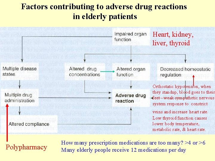 Factors contributing to adverse drug reactions in elderly patients Heart, kidney, liver, thyroid Orthostatic