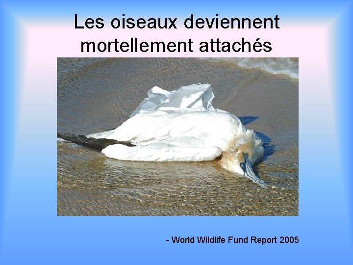 Les oiseaux deviennent mortellement attachés - World Wildlife Fund Report 2005 