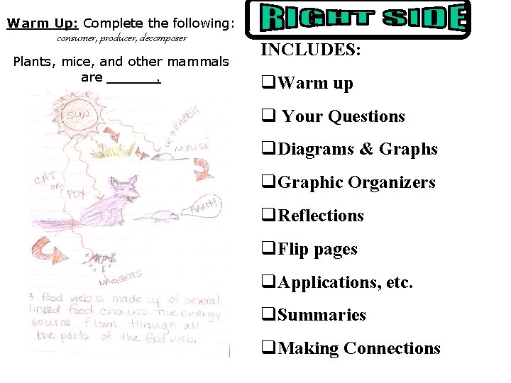 Warm Up: Complete the following: consumer, producer, decomposer Plants, mice, and other mammals are.