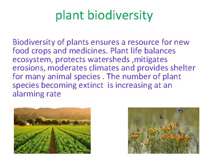 plant biodiversity Biodiversity of plants ensures a resource for new food crops and medicines.