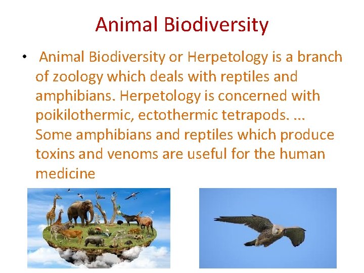 Animal Biodiversity • Animal Biodiversity or Herpetology is a branch of zoology which deals