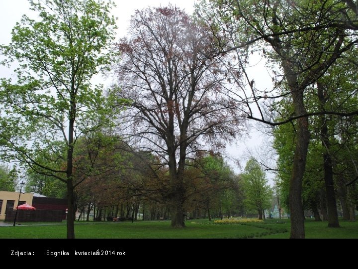 Zdjecia : Bognika kwiecień 2014 rok 