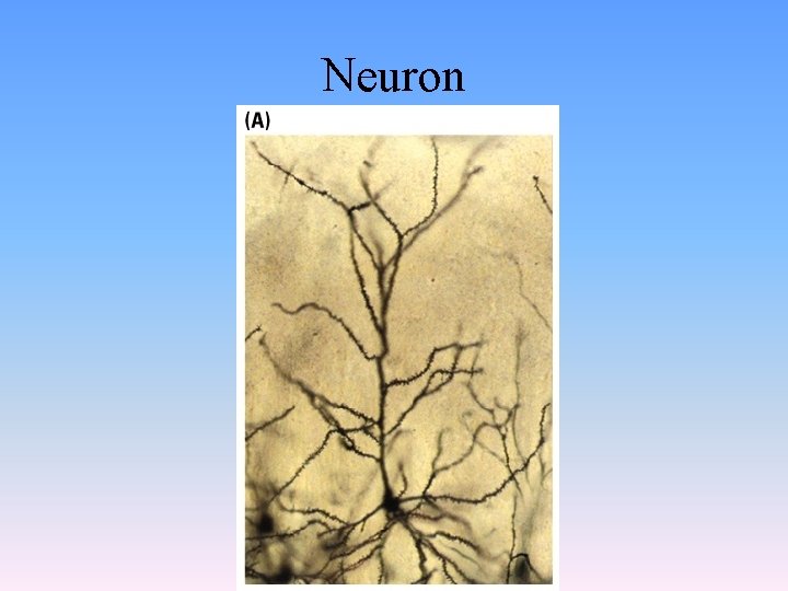 Neuron 