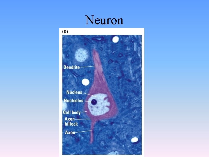 Neuron 