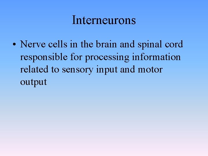 Interneurons • Nerve cells in the brain and spinal cord responsible for processing information