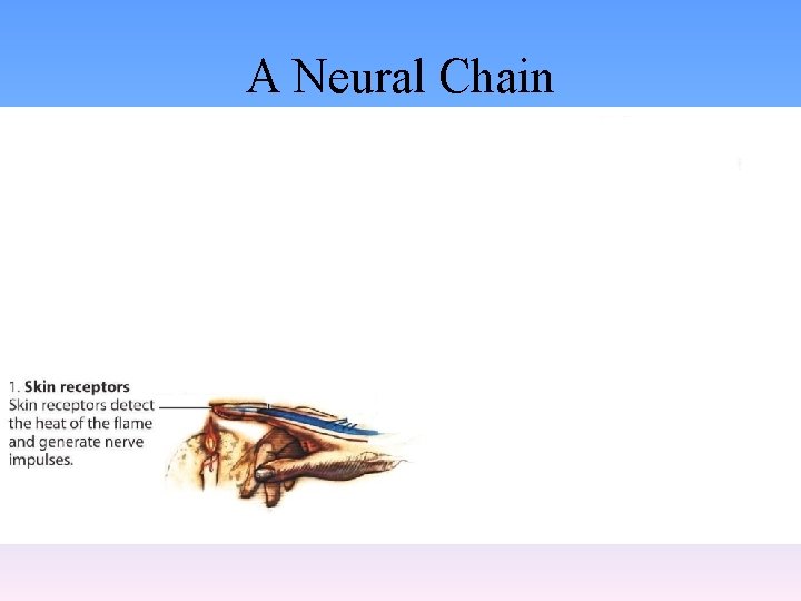 A Neural Chain 