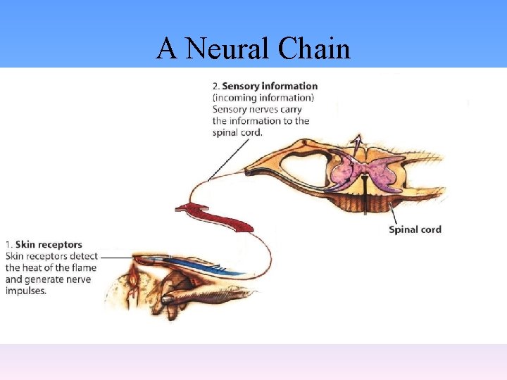 A Neural Chain 