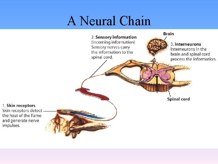 A Neural Chain 