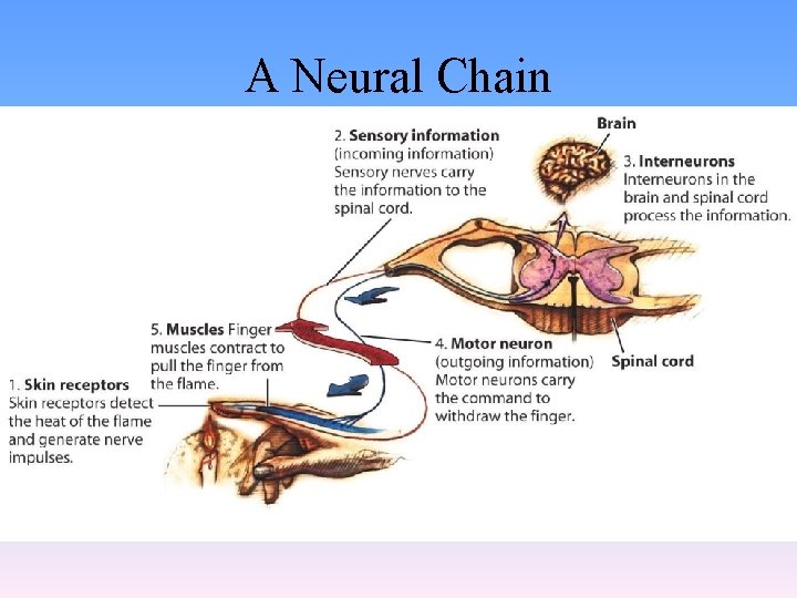A Neural Chain 