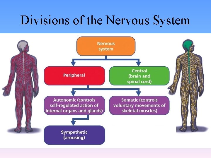 Divisions of the Nervous System 