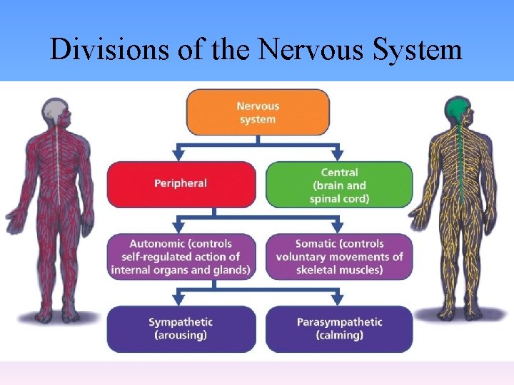 Divisions of the Nervous System 