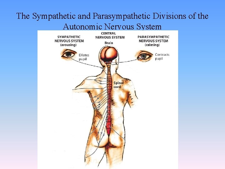 The Sympathetic and Parasympathetic Divisions of the Autonomic Nervous System 