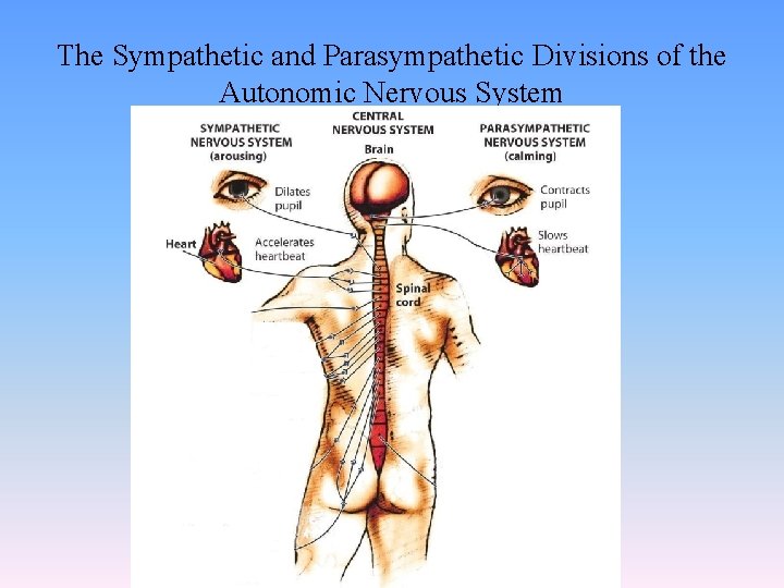 The Sympathetic and Parasympathetic Divisions of the Autonomic Nervous System 
