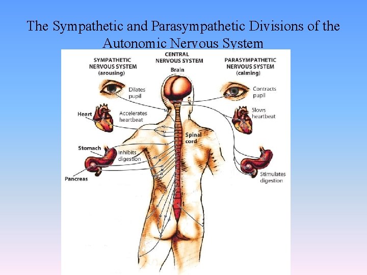 The Sympathetic and Parasympathetic Divisions of the Autonomic Nervous System 