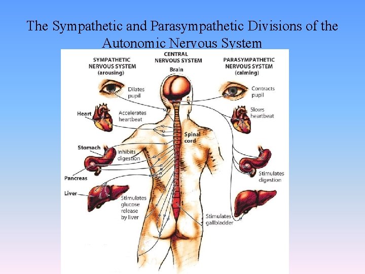 The Sympathetic and Parasympathetic Divisions of the Autonomic Nervous System 