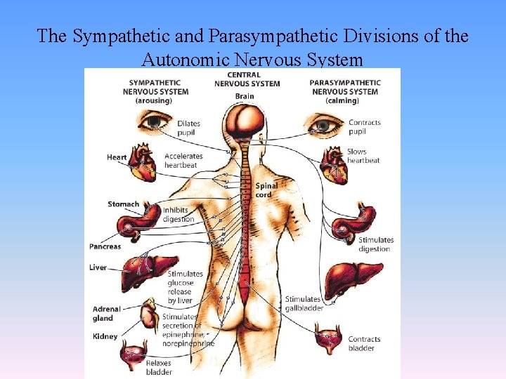 The Sympathetic and Parasympathetic Divisions of the Autonomic Nervous System 