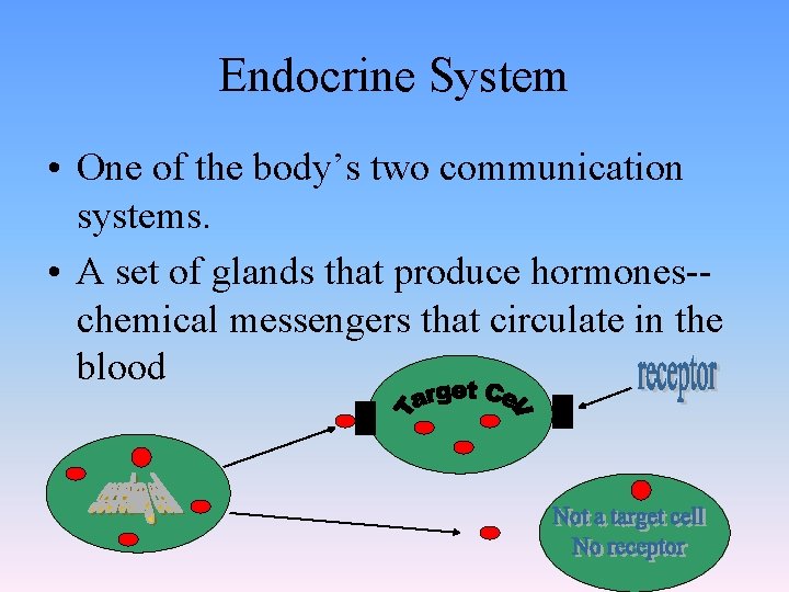 Endocrine System • One of the body’s two communication systems. • A set of