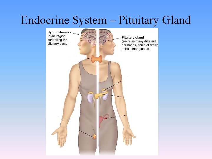 Endocrine System – Pituitary Gland 
