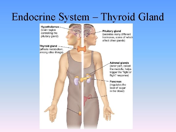 Endocrine System – Thyroid Gland 