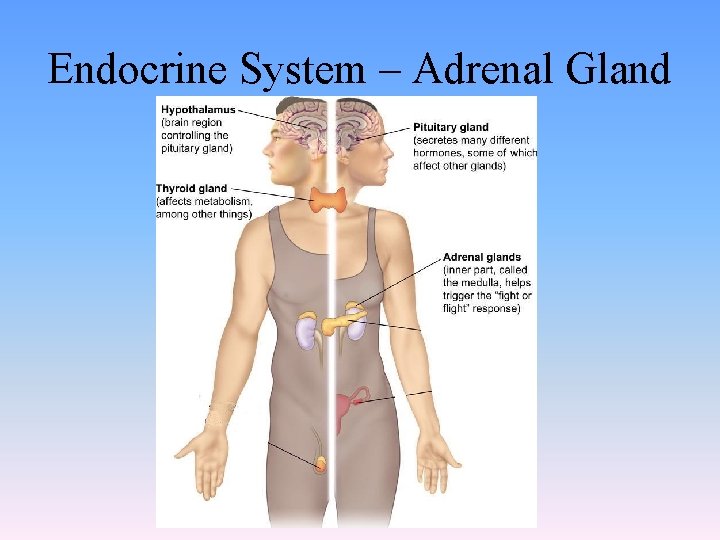 Endocrine System – Adrenal Gland 