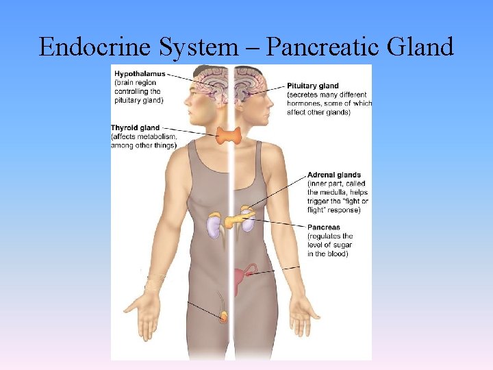 Endocrine System – Pancreatic Gland 
