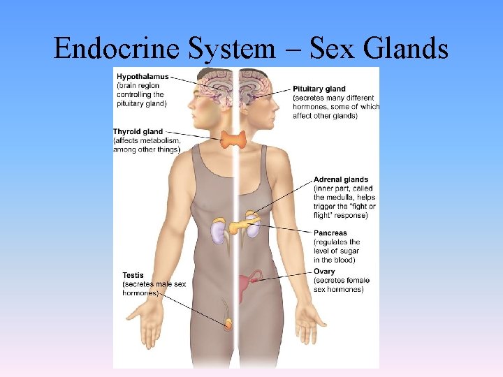 Endocrine System – Sex Glands 