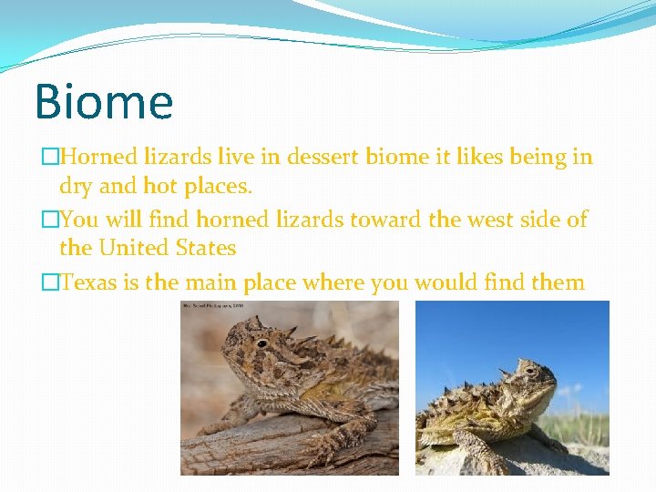 Biome �Horned lizards live in dessert biome it likes being in dry and hot