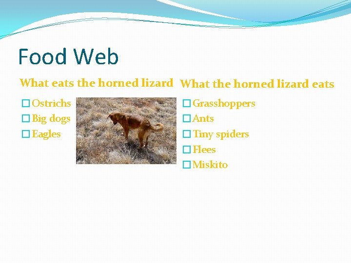 Food Web What eats the horned lizard What the horned lizard eats �Ostrichs �Big