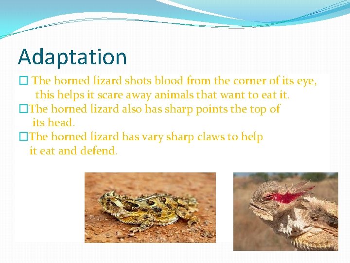 Adaptation � The horned lizard shots blood from the corner of its eye, this