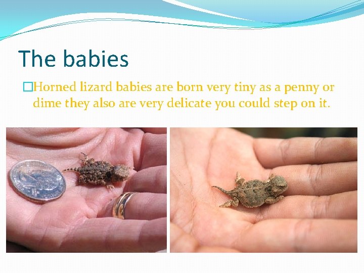 The babies �Horned lizard babies are born very tiny as a penny or dime