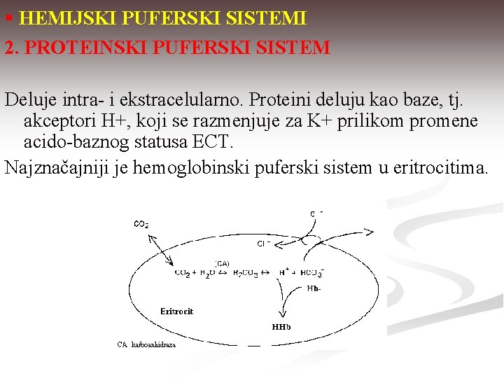 § HEMIJSKI PUFERSKI SISTEMI 2. PROTEINSKI PUFERSKI SISTEM Deluje intra- i ekstracelularno. Proteini deluju