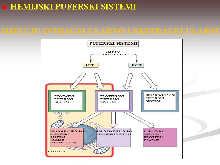 n HEMIJSKI PUFERSKI SISTEMI DJELUJU INTRACELULARNO I EKSTRACELULARNO 