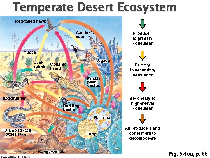 Temperate Desert Ecosystem Red-tailed hawk Gambel's quail Producer to primary consumer Yucca Jack rabbit