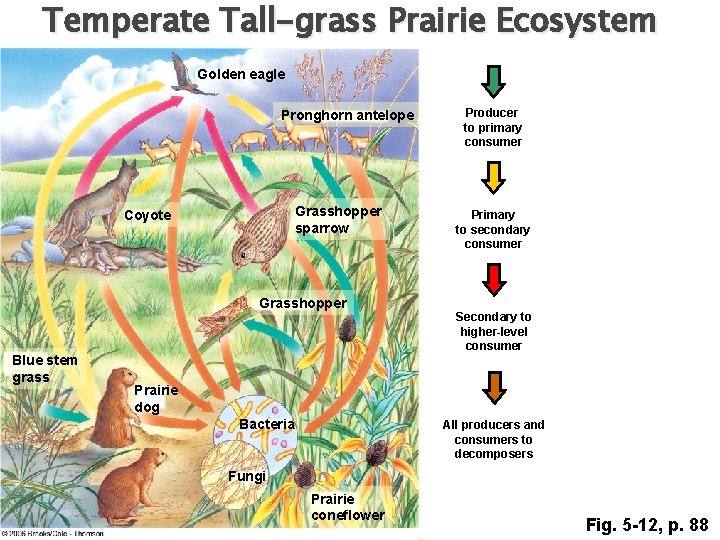 Temperate Tall-grass Prairie Ecosystem Golden eagle Pronghorn antelope Grasshopper sparrow Coyote Grasshopper Blue stem