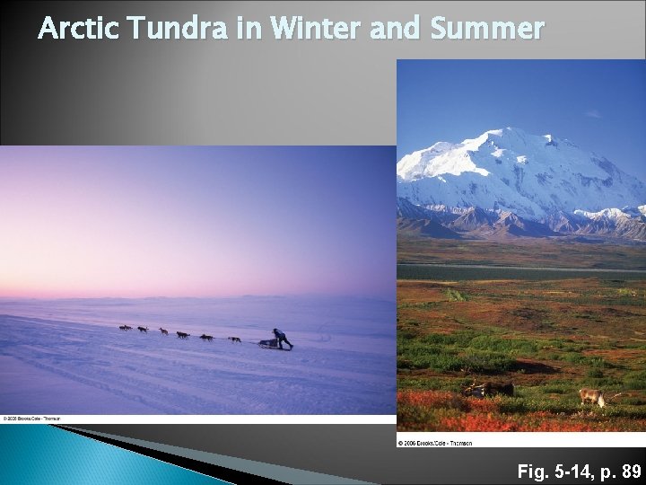 Arctic Tundra in Winter and Summer Fig. 5 -14, p. 89 