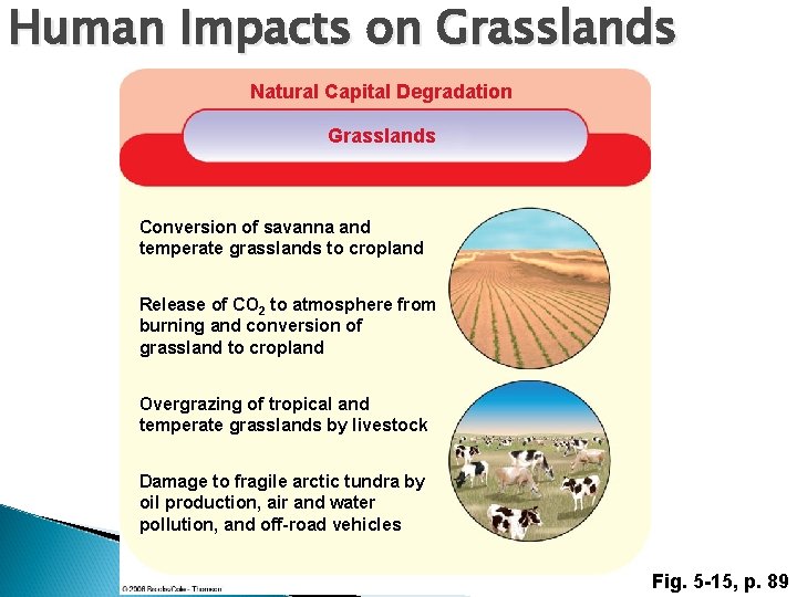 Human Impacts on Grasslands Natural Capital Degradation Grasslands Conversion of savanna and temperate grasslands