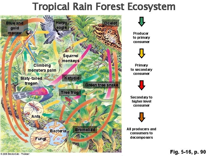 Tropical Rain Forest Ecosystem Harpy eagle Blue and gold macaw Ocelot Producer to primary