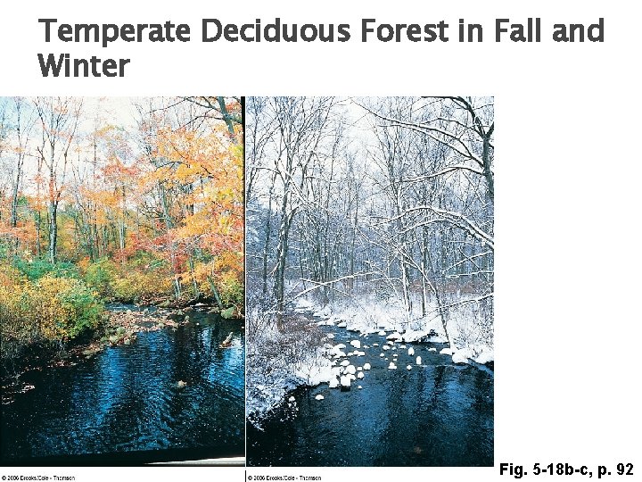 Temperate Deciduous Forest in Fall and Winter Fig. 5 -18 b-c, p. 92 