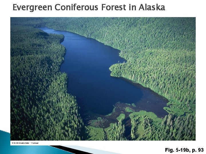 Evergreen Coniferous Forest in Alaska Fig. 5 -19 b, p. 93 