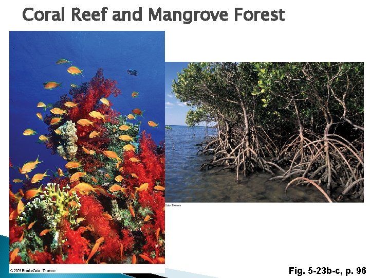 Coral Reef and Mangrove Forest Fig. 5 -23 b-c, p. 96 