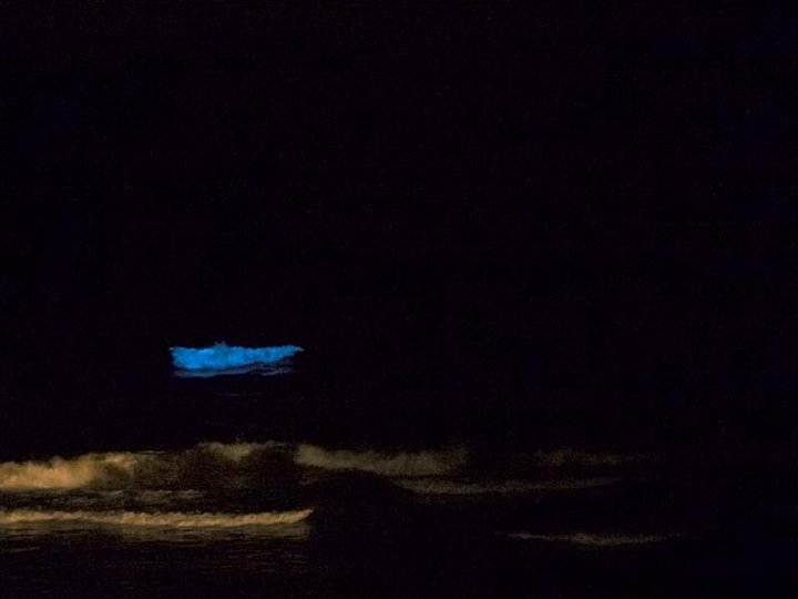 Organisms in Aquatic Life Zones Phytoplankton: plant plankton Zooplankton: animal plankton Nekton: fish, turtles