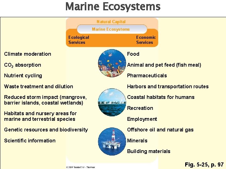 Marine Ecosystems Natural Capital Marine Ecosystems Ecological Services Economic Services Climate moderation Food CO