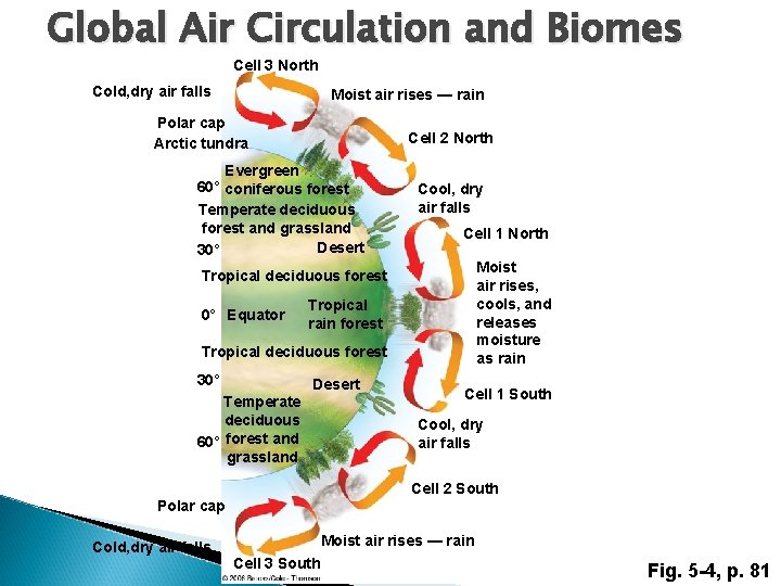 Global Air Circulation and Biomes Cell 3 North Cold, dry air falls Moist air