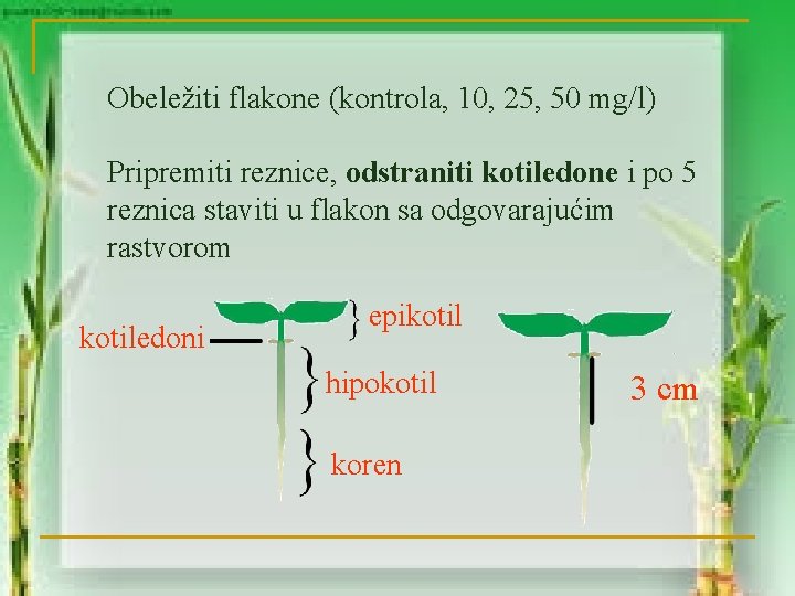 Obeležiti flakone (kontrola, 10, 25, 50 mg/l) Pripremiti reznice, odstraniti kotiledone i po 5