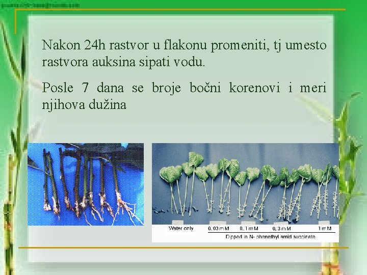 Nakon 24 h rastvor u flakonu promeniti, tj umesto rastvora auksina sipati vodu. Posle