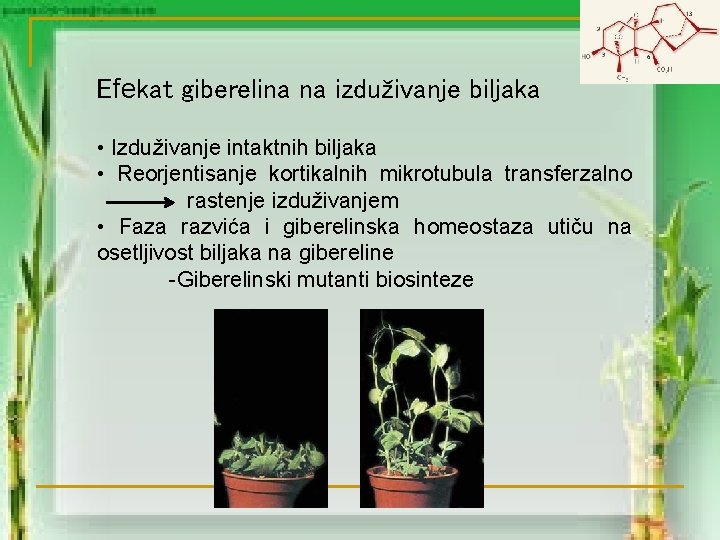Efekat giberelina na izduživanje biljaka • Izduživanje intaktnih biljaka • Reorjentisanje kortikalnih mikrotubula transferzalno
