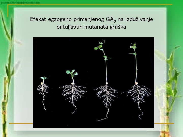 Efekat egzogeno primenjenog GA 3 na izduživanje patuljastih mutanata graška 